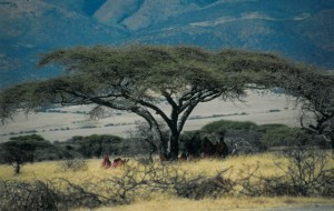 Masai in Serengeti